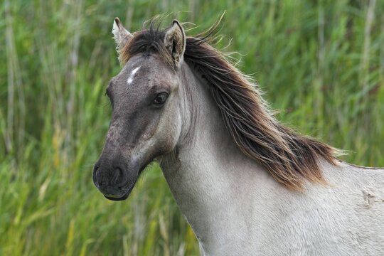 Young Konik (Equus islandicus), foal, portrait, wild horse, Tarpan re-breeding project