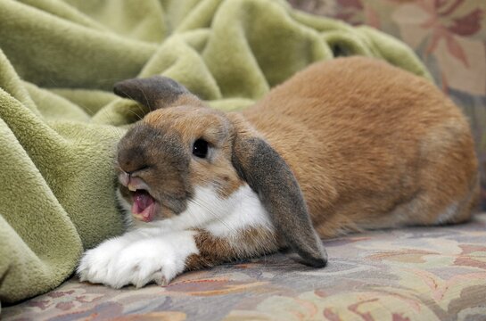 European Dwarf Rabbit (Oryctolagus cuniculus), yawning