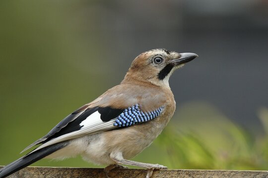 Eurasian jay (Garrulus glandarius), on a garden fence, Siegerland, North Rhine-Westphalia, Germany