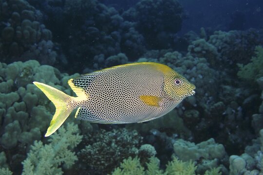 Spotted rabbitfish (Siganus stellatus laqueus), House reef dive site, Mangrove Bay, El Quesir, Red Sea, Egypt