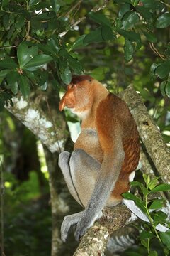 Proboscis Monkey (Nasalis larvatus), male sitting in a tree in the rain forest, Bako National Park, Sarawak, Borneo, Malaysia