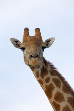 South African Giraffe (Giraffa camelopardalis giraffa), South Africa