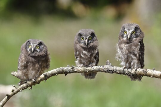 Tengmalm's owl (Aegolius funereus), three branchlings sitting on a larch branch waiting to be fed, North Rhine-Westphalia