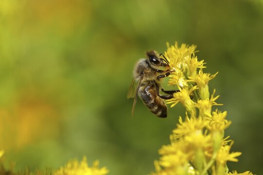 European honey bee (Apis mellifera) collecting nectar from a yellow flower of goldenrod (Solidago), Wilden, North Rhine-Westphalia, Germany
