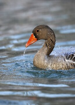 Greylag goose (Anser anser), bathing