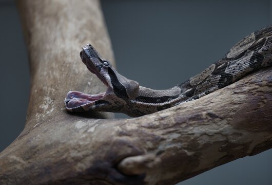 Boa constrictor (Boa constrictor), with open mouth, captive