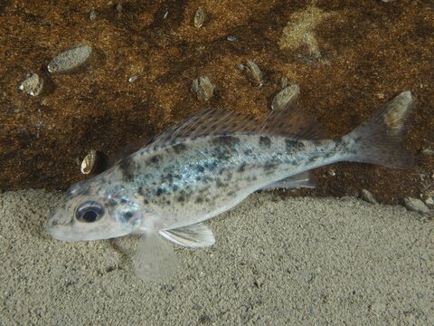 A speckled ruffe (Gymnocephalus cernua) lies on the sandy bottom, dive site Ermitage, K&uuml;snacht, Lake Zurich, Canton Zurich, Switzerland