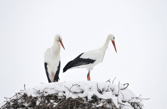 White Storks (Ciconia ciconia) in a snowy stork's nest