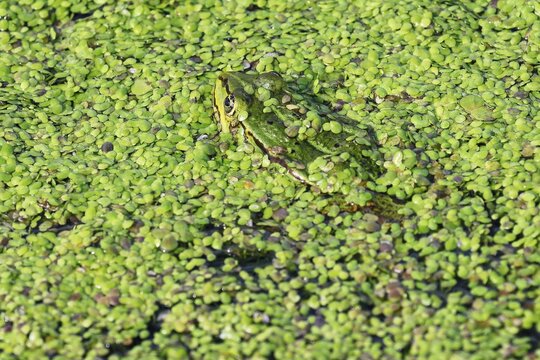 Water frog also green frog (Rana esculenta) hiding in the water between common duckweed (Lemna minor), camouflage, Schlesig-Holstein, Germany