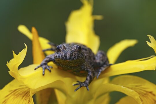 European Fire-bellied Toad (Bombina bombina), Balaton, Lake Balaton, Hungary