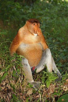 Proboscis Monkey (Nasalis larvatus), male sitting in the rain forest, Bako National Park, Sarawak, Borneo, Malaysia