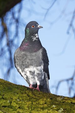 Domestic pigeon (Columba livia forma domestica)