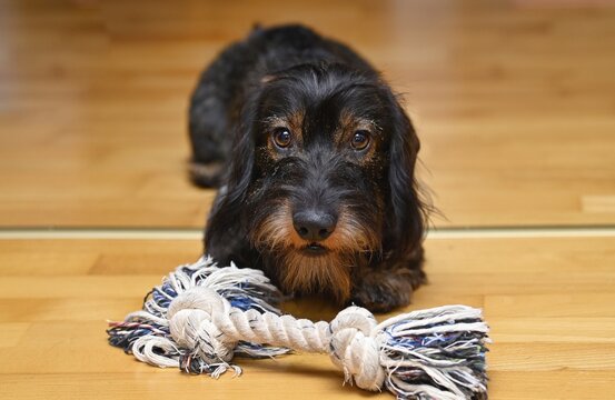 Wire-haired dachshund (Canis lupus familiaris) puppy, male, 9 months, with toys on parquet floor, Baden-W&uuml;rttemberg, Germany