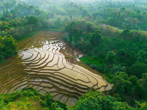 Aerial view of Tegalalang rice terraces with lush green vegetation and water reflecting the sky in Tegalalang, Bali, Indonesia.