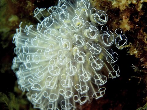 Translucent sea squirt (Clavelina Dellavallei), Mediterranean Sea, Rosas, Costa Brava, Spain