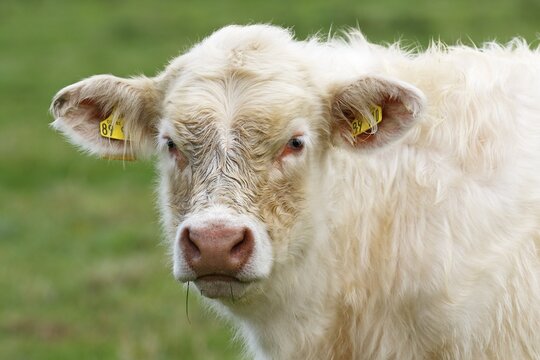 Young Charolais-Domestic Cattle (Bos primigenius taurus) with ear tags on a pasture, animal portrait, Schleswig-Holstein, Germany