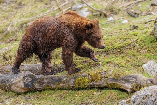 A young male brown bear (Ursus arctos arctos), soaked from bathing in a stream, runs over hilly terrain past rocks and rotting tree trunks