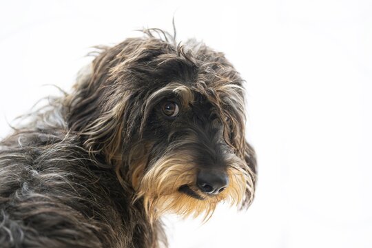 Rough-haired dachshund, female, animal portrait, background white, Stuttgart, Baden-W&uuml;rttemberg, Germany