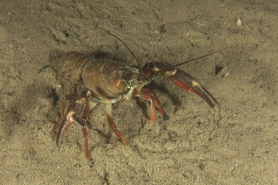 Signal crayfish (Pacifastacus leniusculus), American crayfish, invasive species, with red claws on a sandy substrate, solitary. Dive site Ermitage, K&uuml;snacht, Lake Zurich, Canton Zurich, Switzerland
