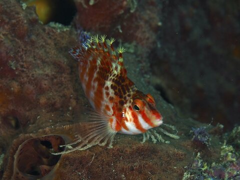 Close-up of Dwarf Hawkfish (Cirrhitichthys falco) with filigree appearance, dive site Spice Reef, Penyapangan, Bali, Indonesia