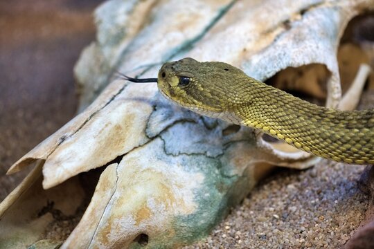 Toxic Mexican west coast rattlesnake (Crotalus basiliscus), captive, Occurrence Mexico
