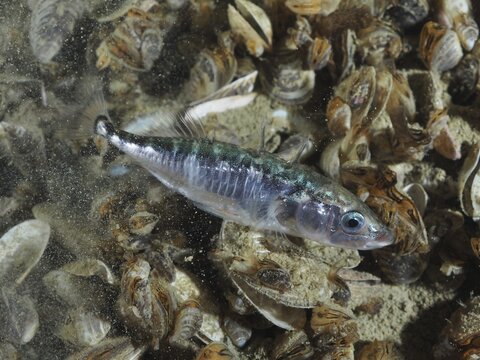 Three-spined stickleback (Gasterosteus aculeatus) swimming near quagga mussels (Dreissena rostriformis bugensis), invasive species, and sandy bottom under water, Steilwand dive site, Wallhausen, Lake Constance, Germany