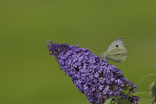 Small white (Pieris rapae), sucking nectar from a blossom of the butterfly-bush (Buddleja davidii), Wilnsdorf, North Rhine-Westphalia, Germany