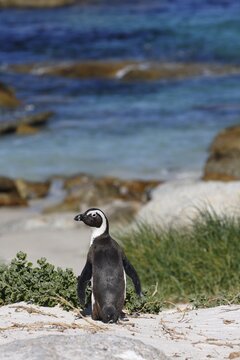 African Penguin (Spheniscus demersus) on the beach, Simon's Town near Cape Town, Boulders Beach, Table Mountain National Park, Table Mountain National Park, South Africa
