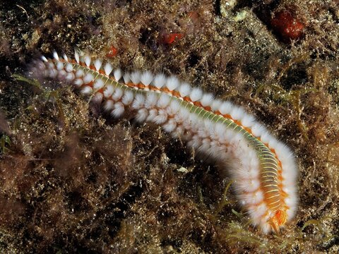 Firebristle worm (Hermodice carunculata) with white and orange bristles in a marine habitat. Dive site El Cabron marine reserve, Arinaga, Gran Canaria, Spain, Atlantic Ocean
