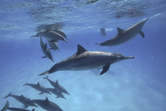 School, group of spinner dolphin (Stenella longirostris), spinner dolphin, spinner dolphin, dive site Sataya Reef, Dolphin House, Red Sea, Egypt