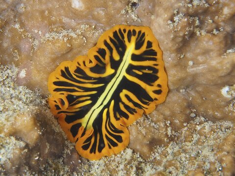 Tiger flatworm (Pseudoceros dimidiatus), flatworm, whirlpool worm, Sodwana Bay National Park dive site, Maputaland Marine Reserve, KwaZulu Natal, South Africa
