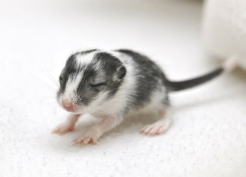 Mongolian Jird or Mongolian Gerbil (Meriones unguiculatus) young, 2 weeks