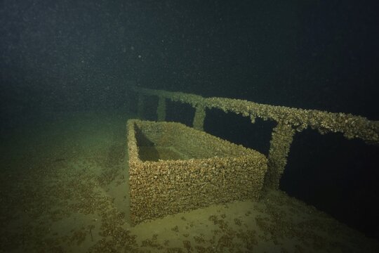 Rectangular structure of a shipwreck covered with quagga triangular mussels (Dreissena rostriformis bugensis), invasive species, under water. Dive site wreck of the Jura, Lake Constance, Bottighofen, Switzerland, M&uuml;nsterlingen, Germany