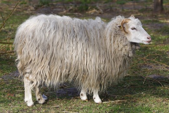 Skudde (Ovis ammon f. aries), Skudde sheep, female, old domestic animal breed threatened with extinction, Schleswig-Holstein, Germany