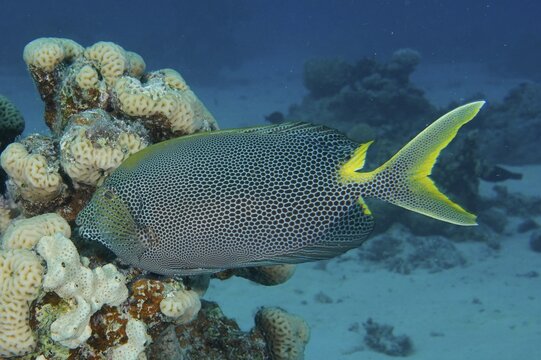 Spotted rabbitfish (Siganus stellatus laqueus), rabbitfish, Dive site House Reef Mangrove Bay, El Quesir, Egypt, Red Sea