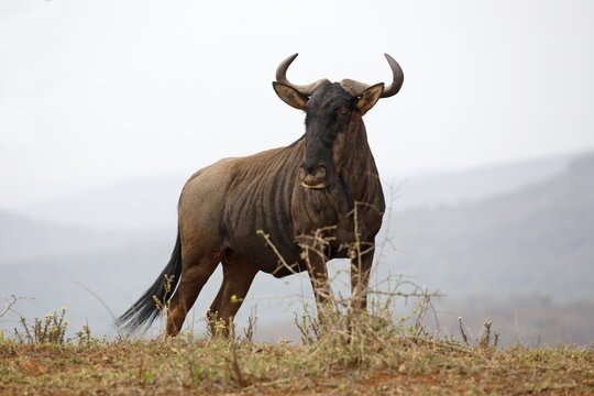 Blue wildebeest (Connochaetes taurinus), male, bull, Hluhluwe-Imfolozi National Park, Province of KwaZulu-Natal, South Africa