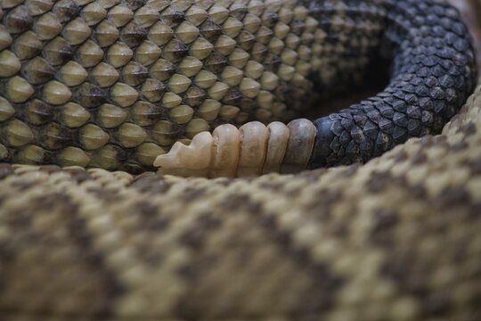 Tail rattle of the poisonous Mexican west coast rattlesnake (Crotalus basiliscus), captive, occurrence Mexico