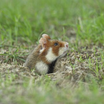 European hamster (Cricetus cricetus), animal portrait, in a meadow, just coming out of its burrow, Vienna, Lower Austria, Austria