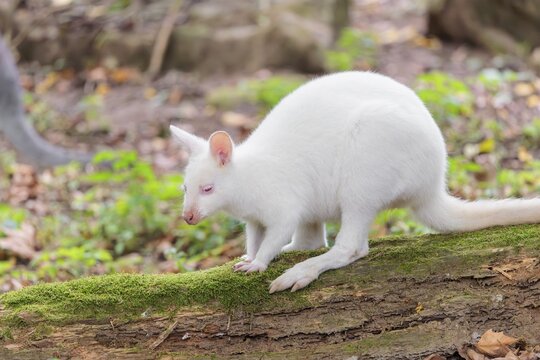 An albino red-necked wallaby or Bennett's wallaby (Macropus rufogriseus) sits on a rotting, moss-covered tree lying on the ground