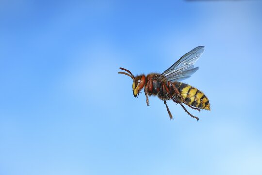 European hornet (Vespa crabro), worker in flight, Siegerland, North Rhine-Westphalia, Germany