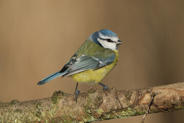Eurasian blue tit (Cyanistes caeruleus) perched on a tree branch in a natural forest habitat, close-up profile view of a vibrant wild songbird © Badr