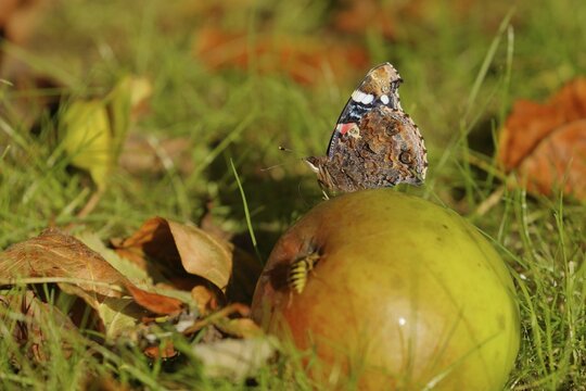 Red admiral (Vanessa atalanta), butterfly sitting with closed wings on an apple and sucking juice, fallen fruit, North Rhine-Westphalia, Germany