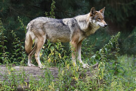 Gray wolf (Canis lupus) attentively observes the surroundings, captive, Germany