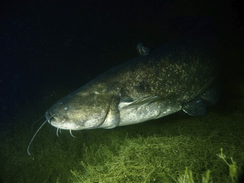 A massive catfish (Silurus glanis), Waller, glides through the dark depths, surrounded by plants. Dive site Wildsau, Berlingen, Lake Constance, Switzerland