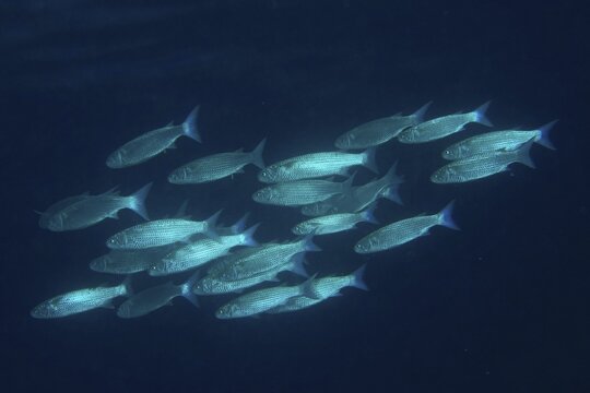 Shoal, group of blunt mullet (Crenimugil crenilabis), dive site House Reef, Mangrove Bay, El Quesir, Red Sea, Egypt