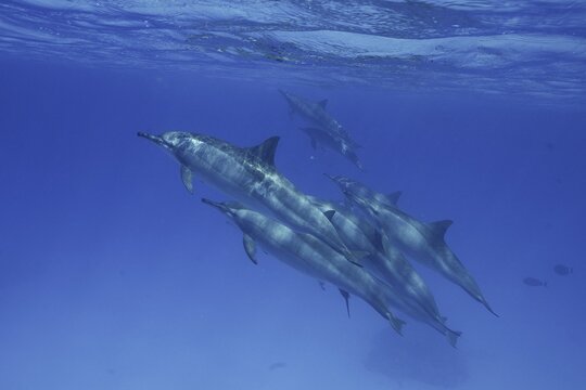 Group, School of spinner dolphin (Stenella longirostris), Spinner Dolphin, Spinner Dolphin, Dive Site Sataya Reef, Dolphin House, Red Sea, EgyptDive Site Sataya Reef, Dolphin House, Red Sea, Egypt