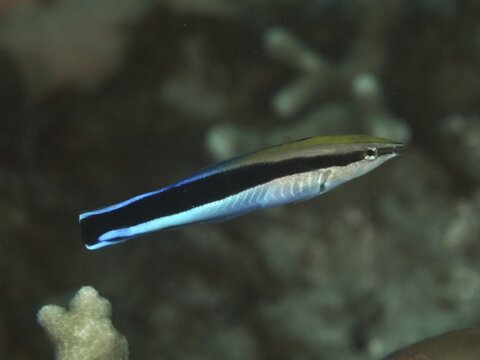 A black and blue false cleaner wrasse (Aspidontus taeniatus) swims in clear water over corals, dive site Gondol Bay, Gondol, Bali, Indonesia