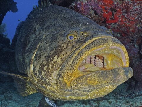 Atlantic goliath grouper (Epinephelus itajara) with open mouth at cleaning station. Dive site John Pennekamp Coral Reef State Park, Key Largo, Florida Keys, Florida, USA, North America