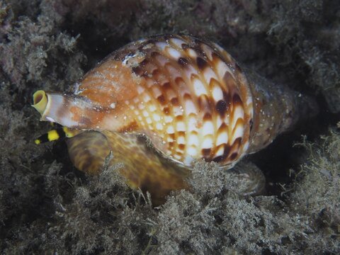Atlantic triton (Charonia variegata), El Cabron marine reserve dive site, Arinaga, Gran Canaria, Spain, Atlantic Ocean