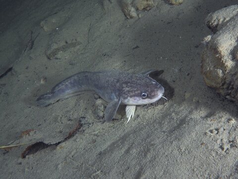 Grey fish, burbot, burbot (Lota lota), rudd, lies calmly on the sandy bottom in a quiet underwater landscape. Dive site Kleiner Parkplatz, Herrliberg, Lake Zurich, Canton Zurich, Switzerland